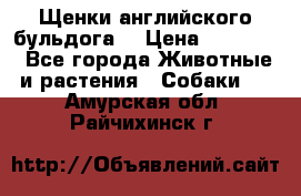 Щенки английского бульдога  › Цена ­ 60 000 - Все города Животные и растения » Собаки   . Амурская обл.,Райчихинск г.